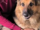 German Shepherd Dog