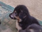 German Shepherd Puppies