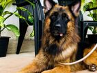 German Shepherd