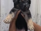 German Shepherd Puppy