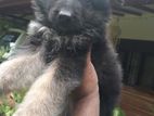 German Shepherd Puppies