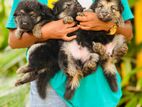 German Shepherd Puppies