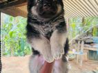 German Shepherd Puppies