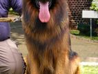 German Shepherd Long Coat for Crossing
