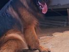 German shepherd