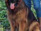 German Shepherd Dog for Crossing