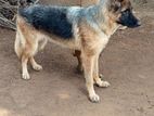 German Shepherd Dog