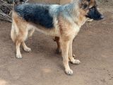 German Shepherd Dog