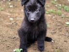 German shepherd