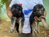 German Shepherd Puppies