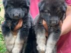 German Shepherd Puppies