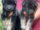 German Shepherd Puppies