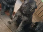 German Shepherd Puppies