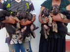 German Shepherd Puppies
