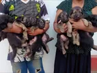 German Shepherd Puppies