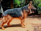 German Shepherd Dog