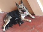 German Shepherd Dog