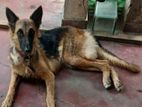 German Shepherd Puppies