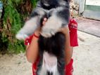 German Shepherd Puppy