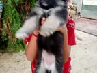 German Shepherd Puppy