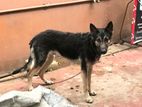 German Shepherd Dog