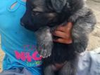 German Shepherd Puppies