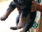 German Shepherd Puppy