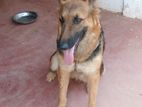 German Shepherd Dog