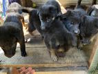 German Shepherd Puppies