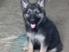 German Shepherd Puppies