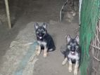 German Shepherd Puppies