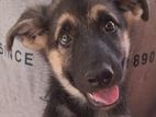 German Shepherd Puppy
