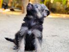 German Shepherd Puppy