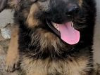 German Shepherd Puppies