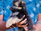 German shepherd
