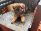 German Shepherd Puppies