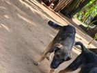 German Shepherd Puppy