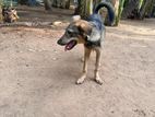German Shepherd