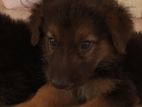 German shepherd
