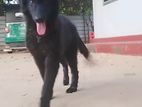 German shepherd