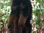 German shepherd
