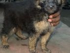 German Shepherd Puppy