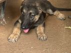 German Shepherd Puppies