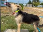 German Shepherd Dog