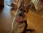 German Shepherd Dog