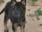 German Shepherd Dog