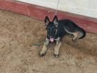 German Shepherd Puppy