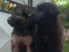 German Shepherd Puppies
