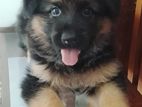 German Shepherd Puppy