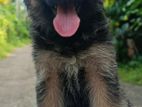 German Shepherd
